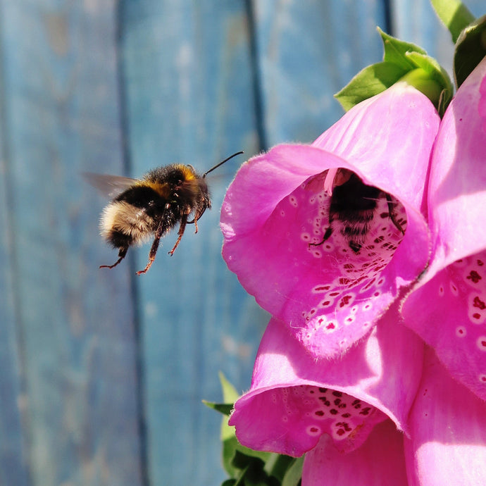 10 Ways to Help Save The Bees This Summer